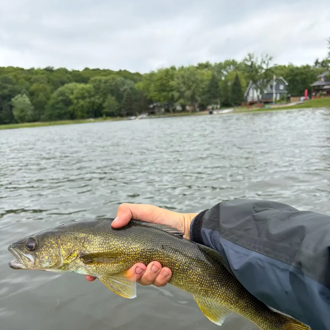 The most recent Walleye catches on Fishbrain