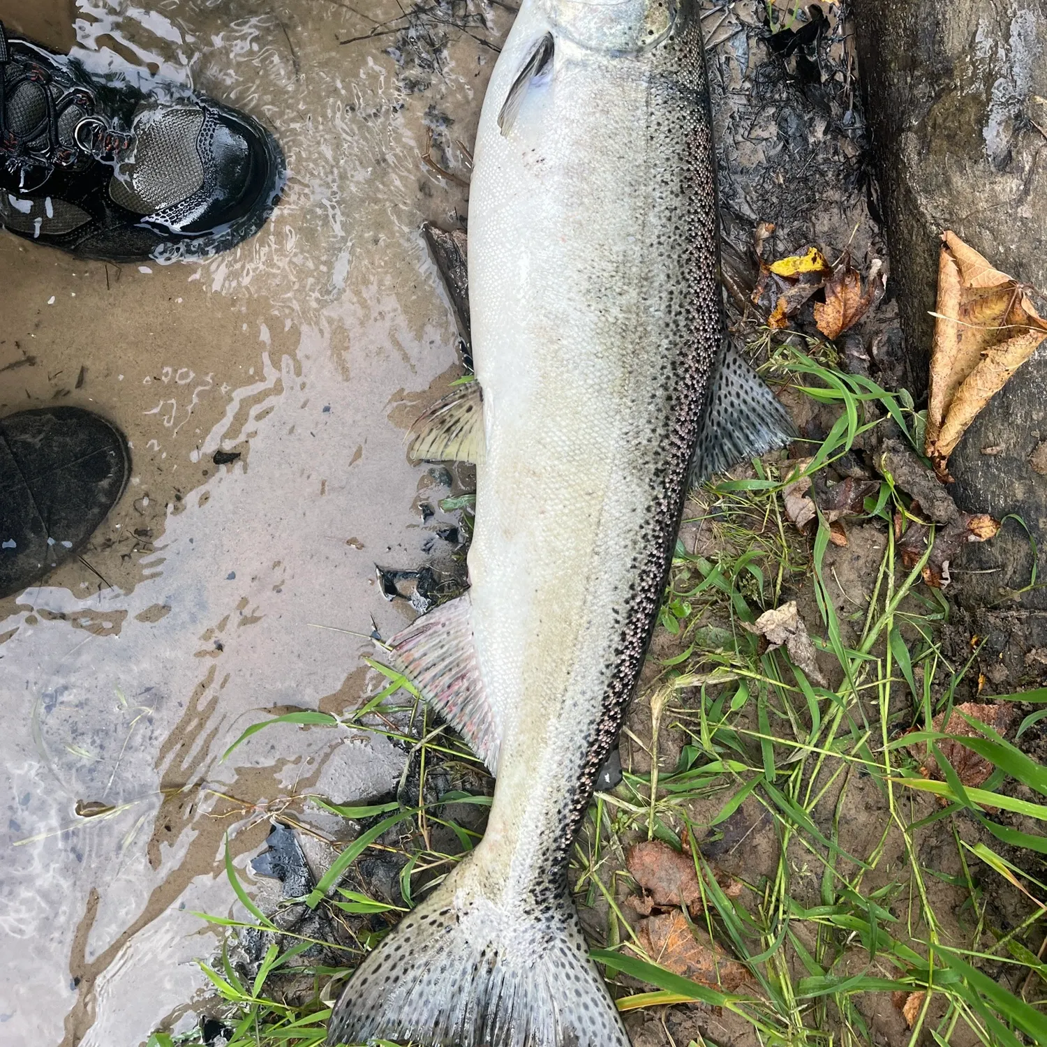 Steelhead caught on Fishbrain