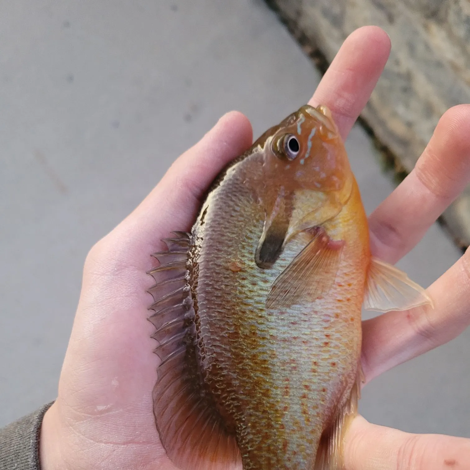 Redbreast sunfish caught on Fishbrain