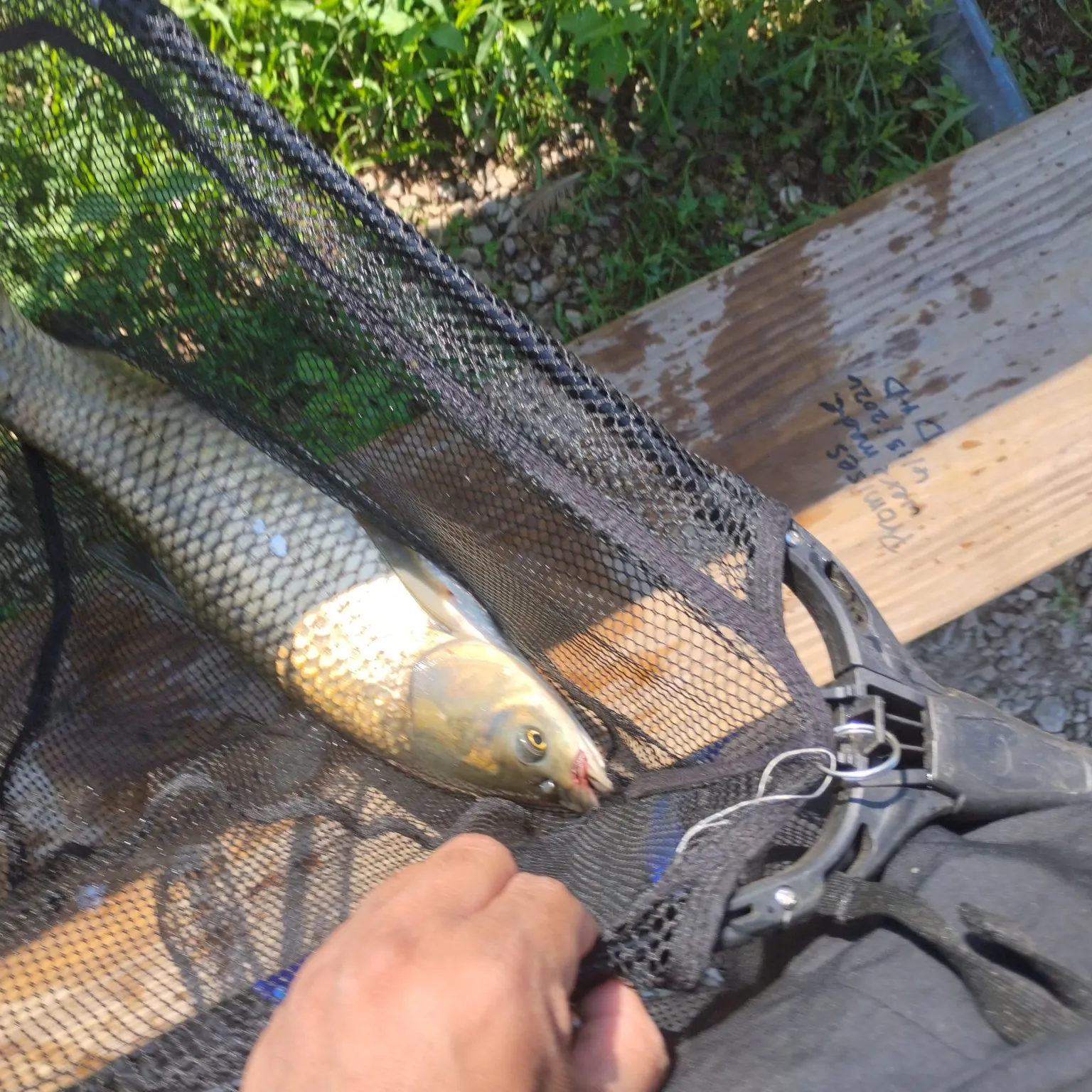 catch