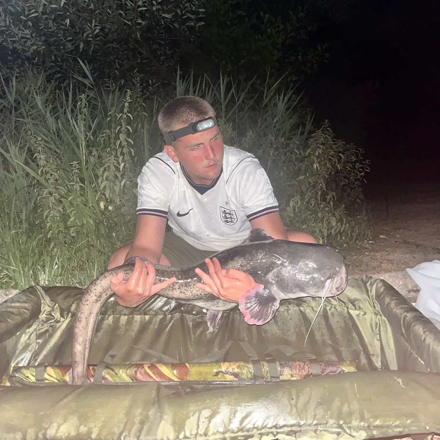 The most recent Wels catfish catches on Fishbrain