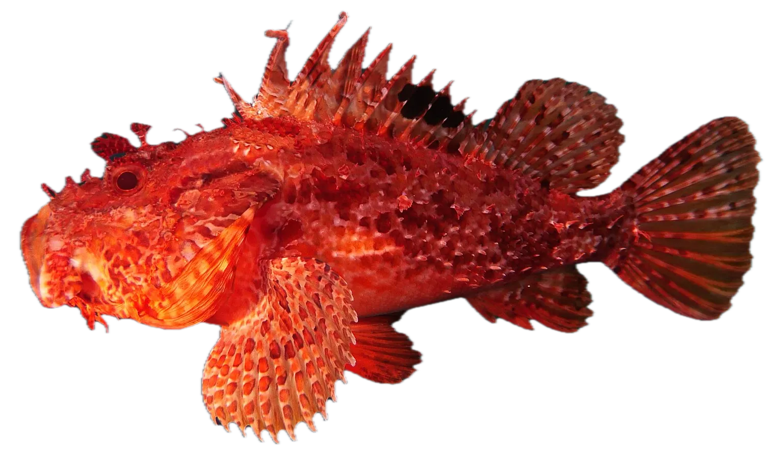 Red scorpionfish