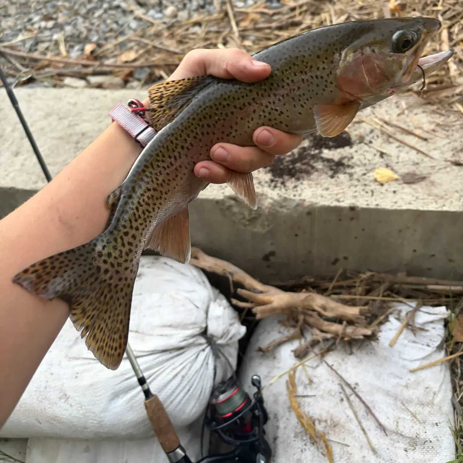Rainbow trout caught on Fishbrain