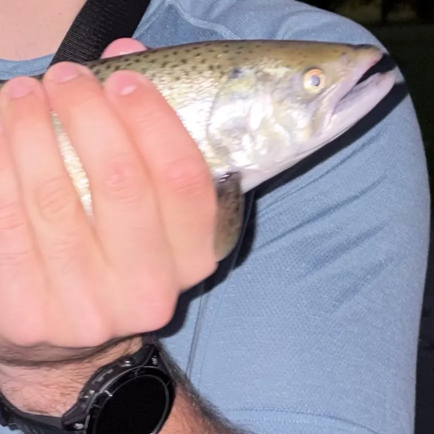 Coho salmon caught on Fishbrain