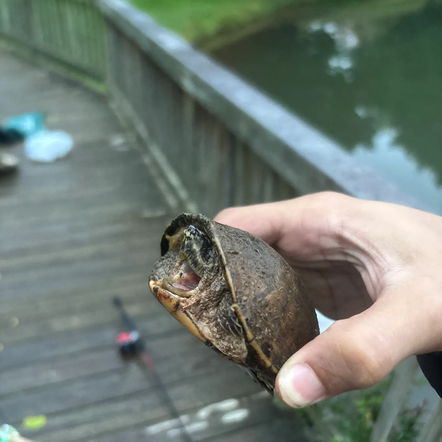 The most recent Common snapping turtle catches on Fishbrain