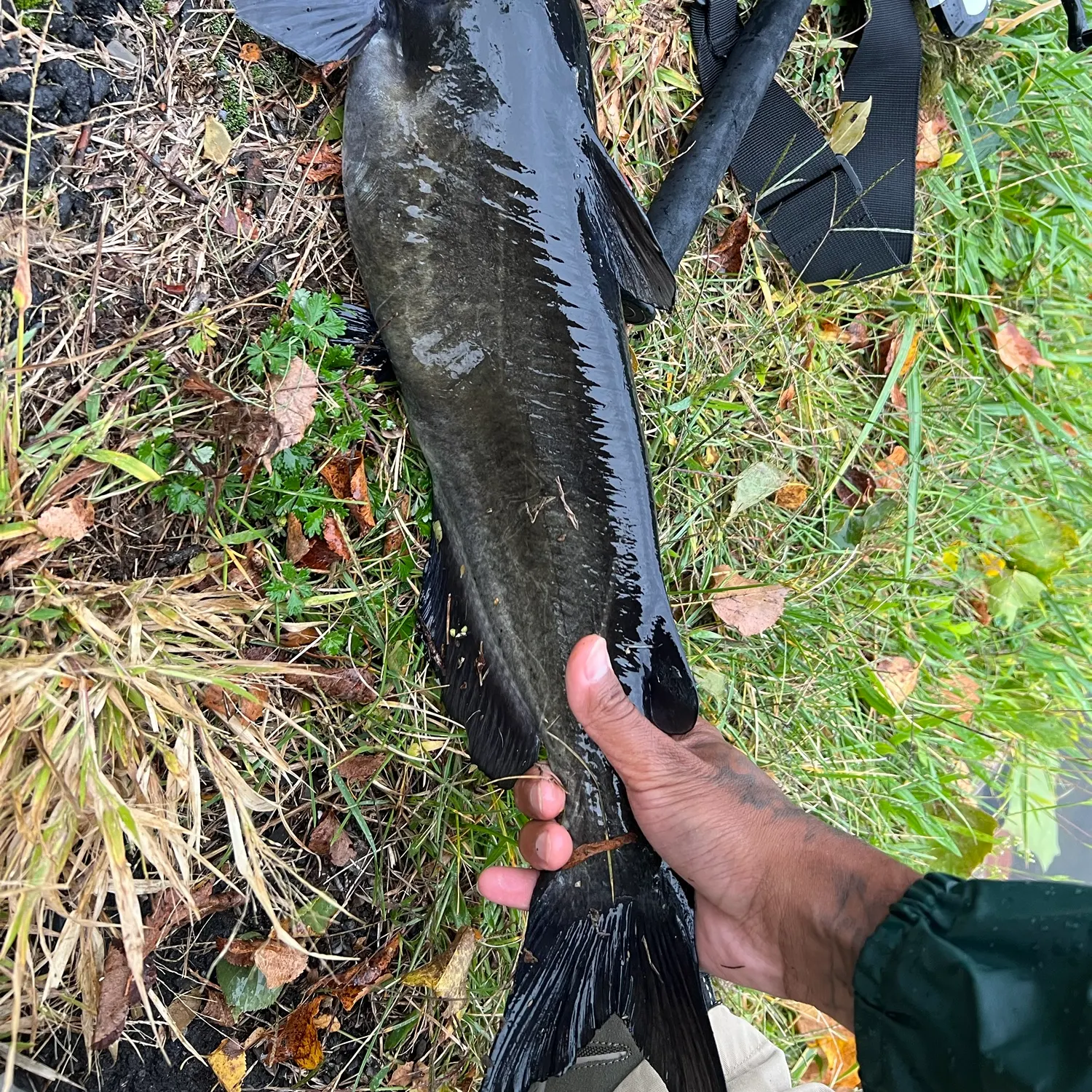 Channel catfish caught on Fishbrain
