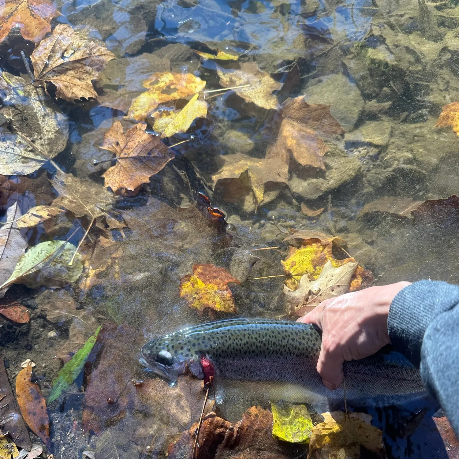 Rainbow trout caught on Fishbrain