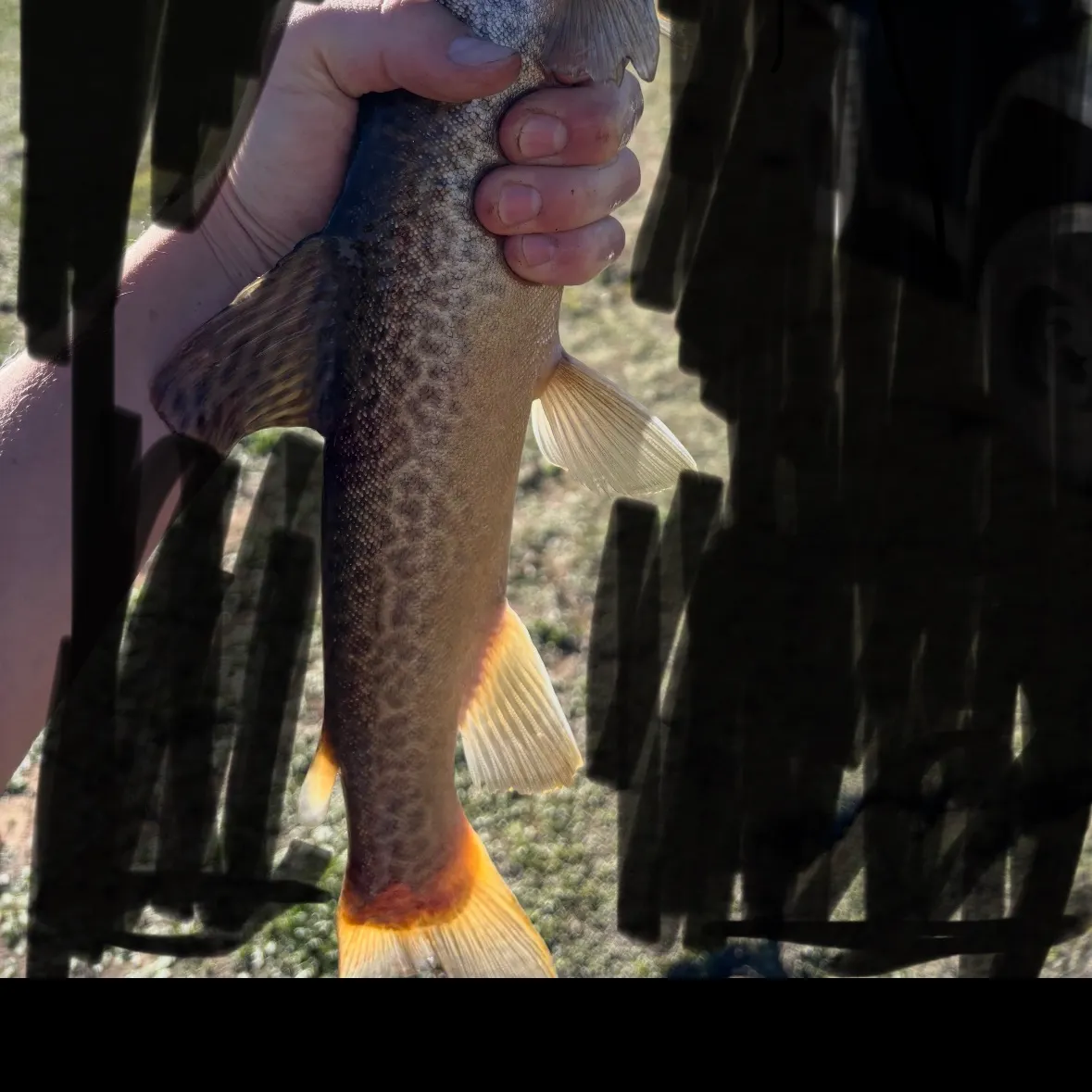 Tiger trout caught on Fishbrain