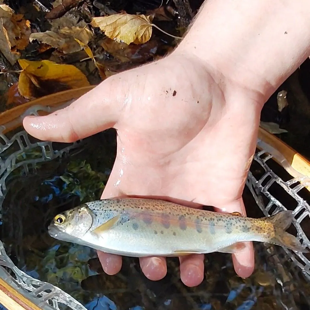 Rainbow trout caught on Fishbrain