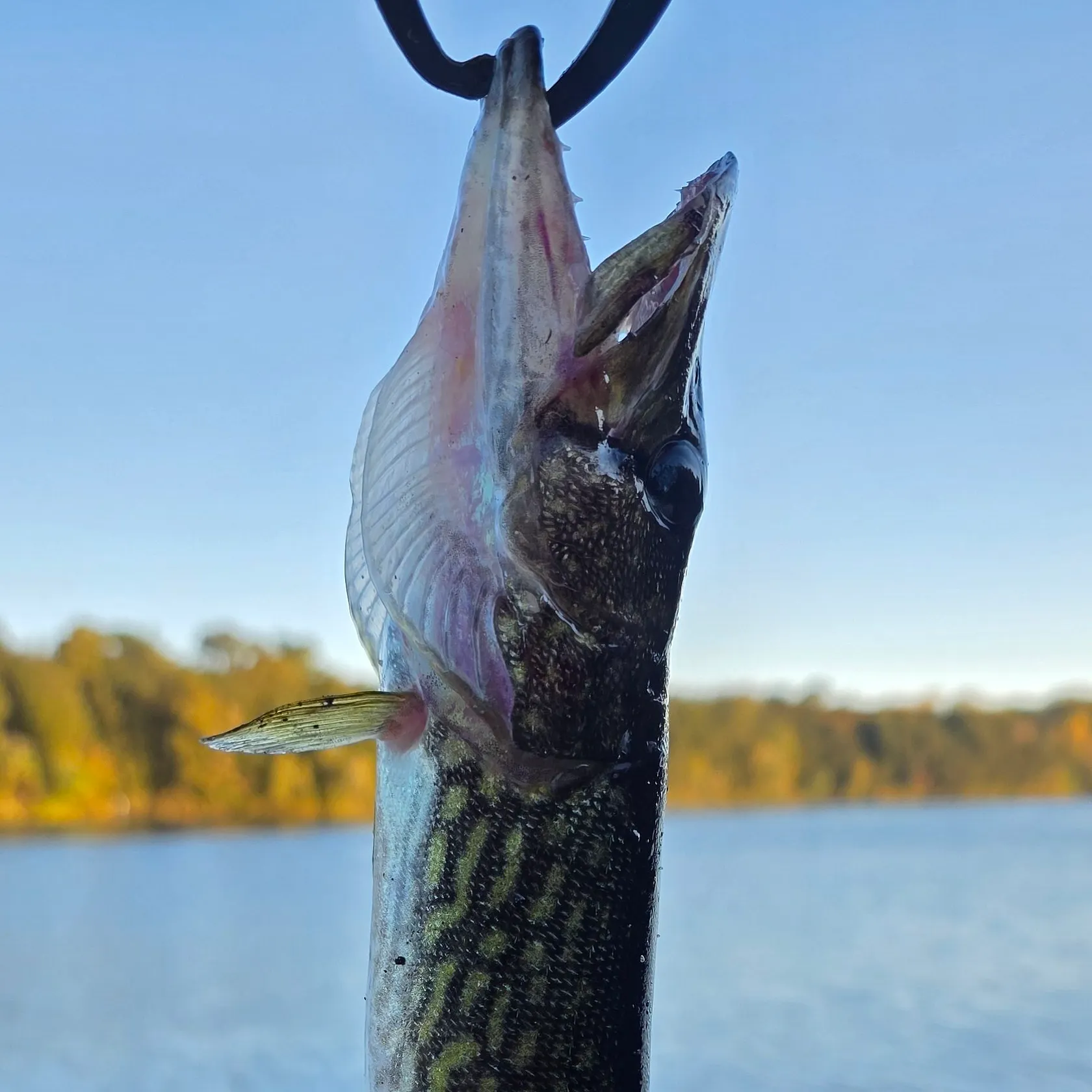 Chain pickerel caught on Fishbrain