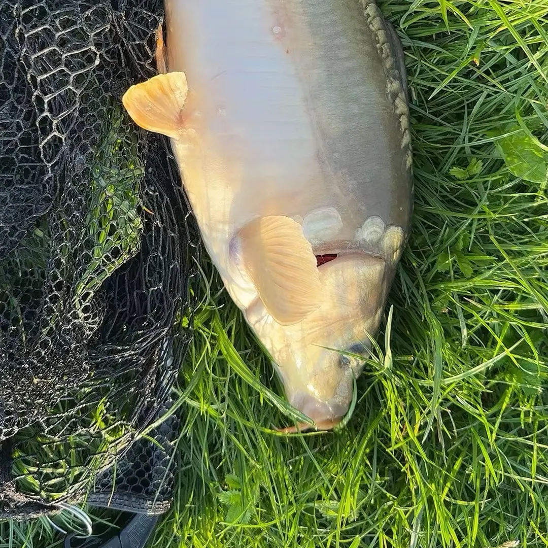 Leather carp caught on Fishbrain