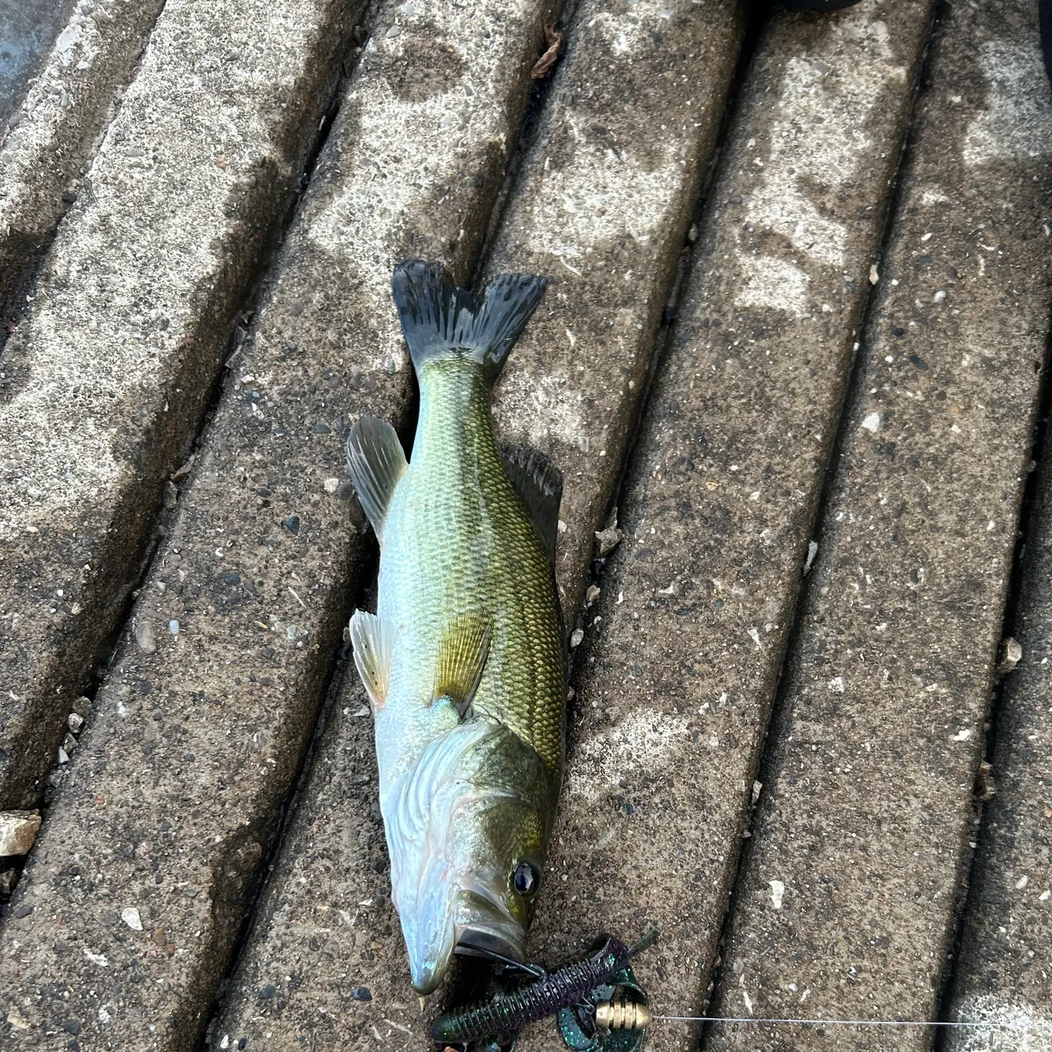 Largemouth bass caught on Fishbrain