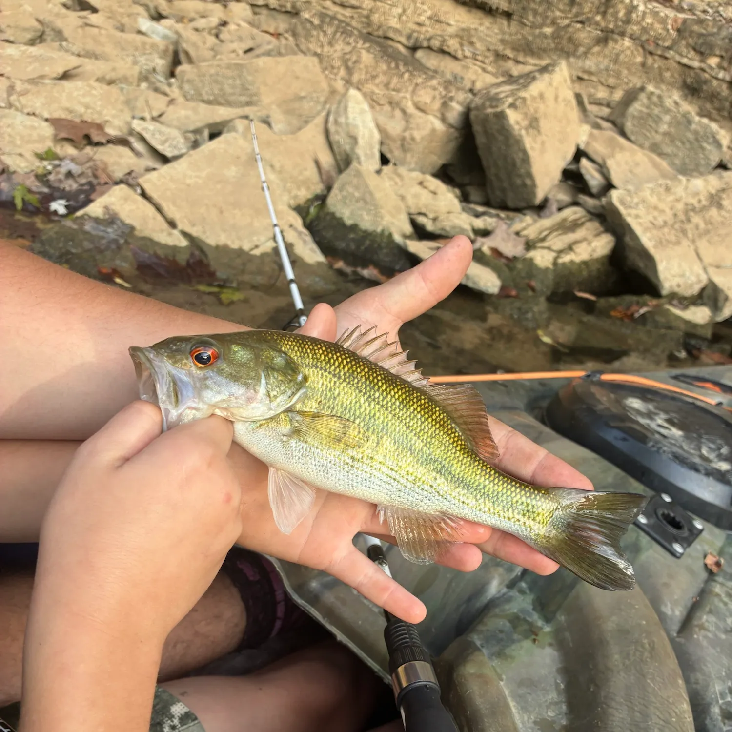 Spotted bass caught on Fishbrain