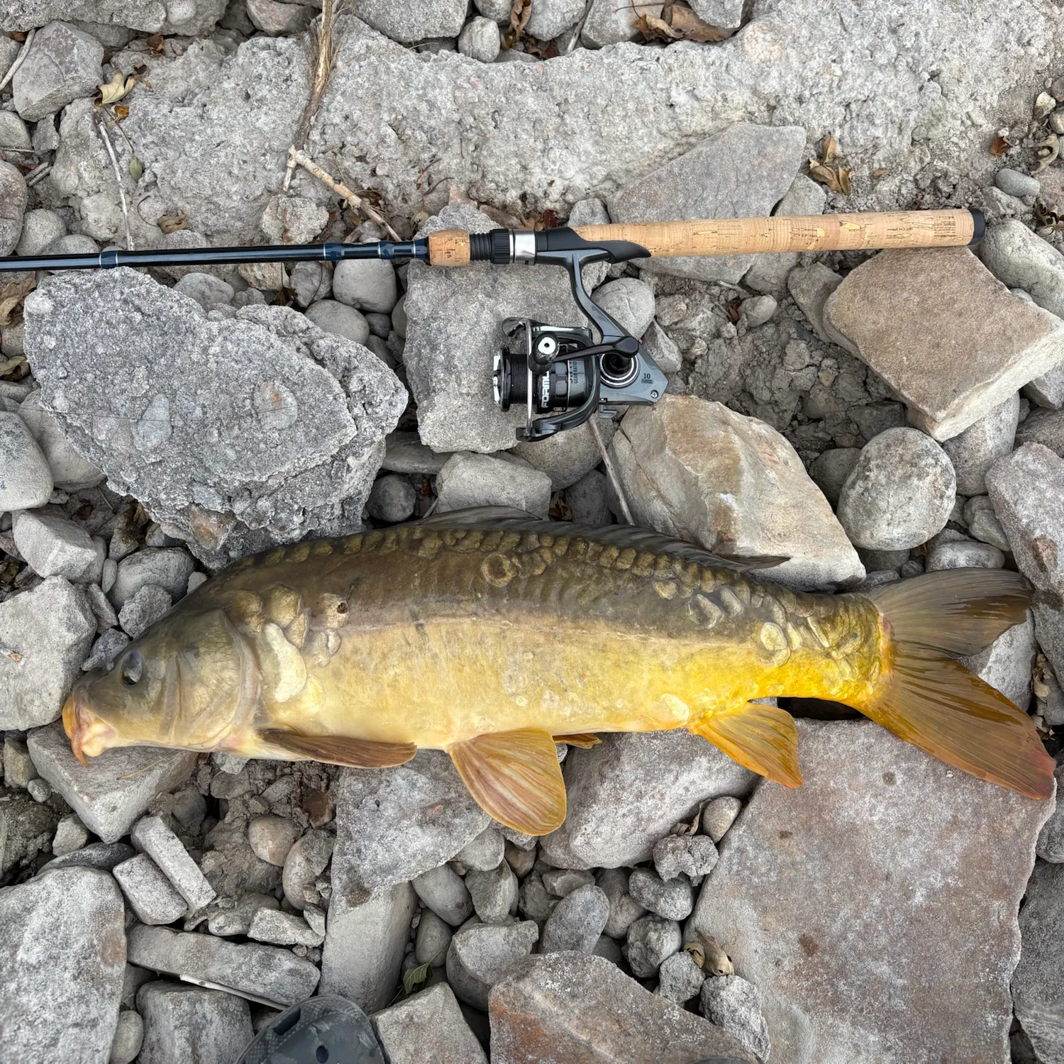 Mirror carp caught on Fishbrain
