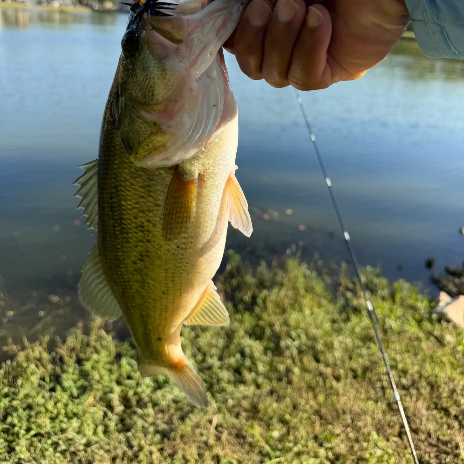 Largemouth bass caught on Fishbrain
