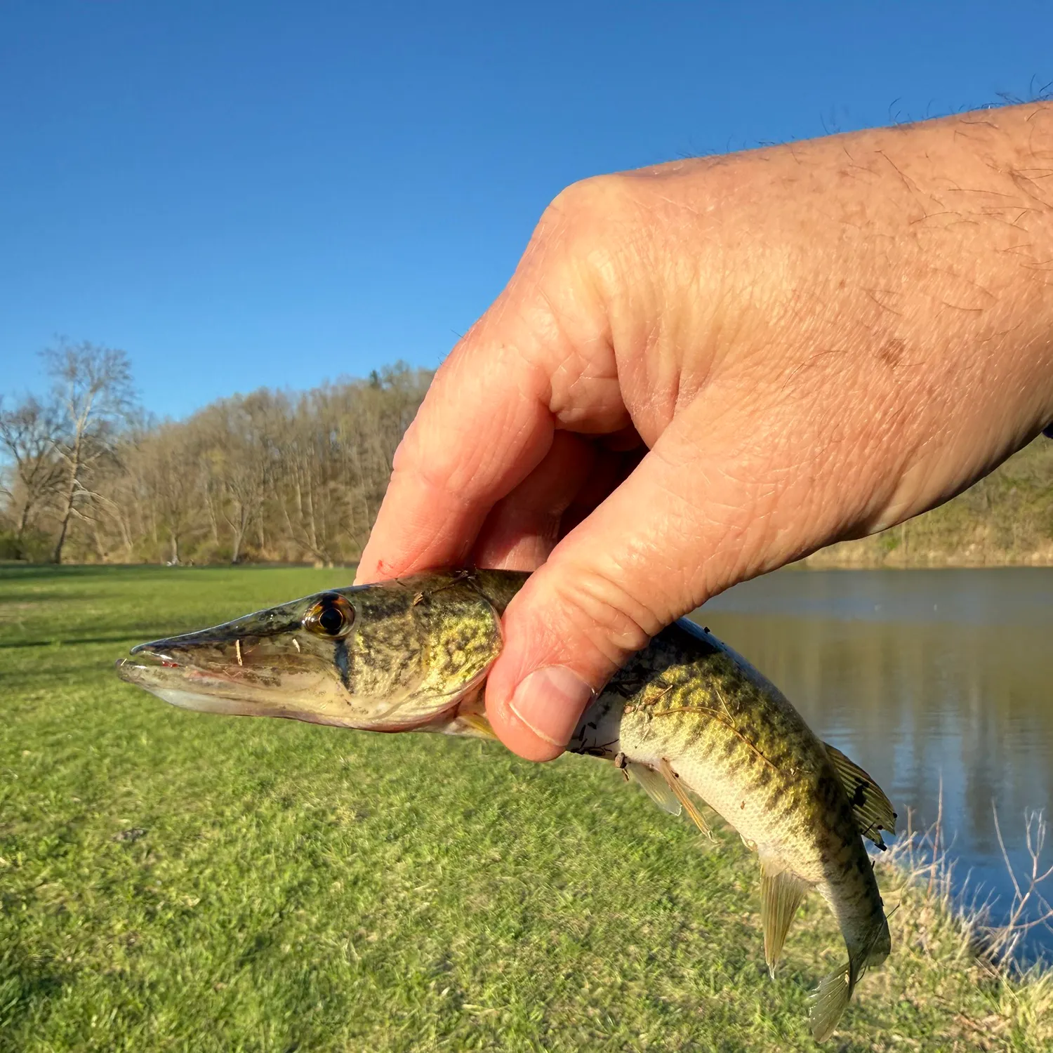 The most recent Grass pickerel catches on Fishbrain