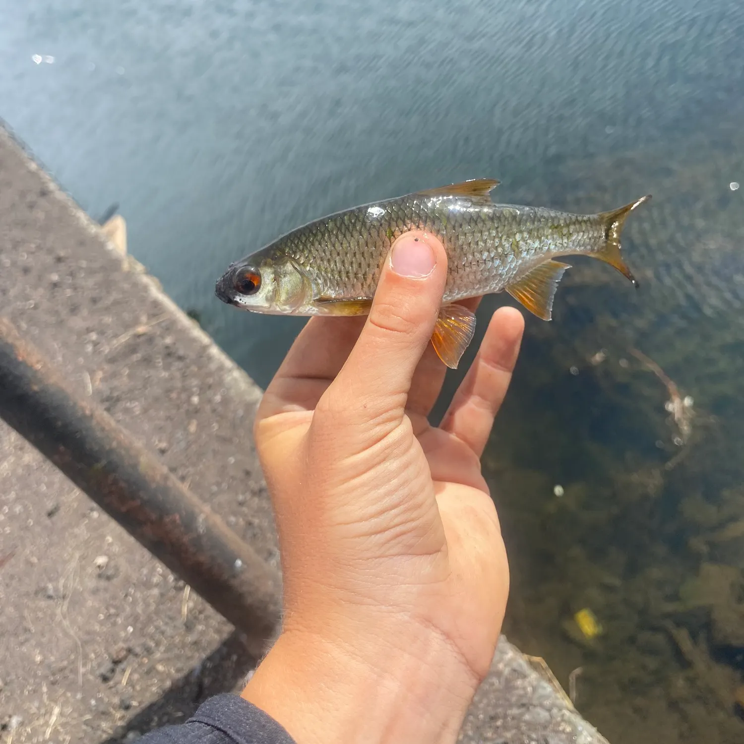 Common roach caught on Fishbrain