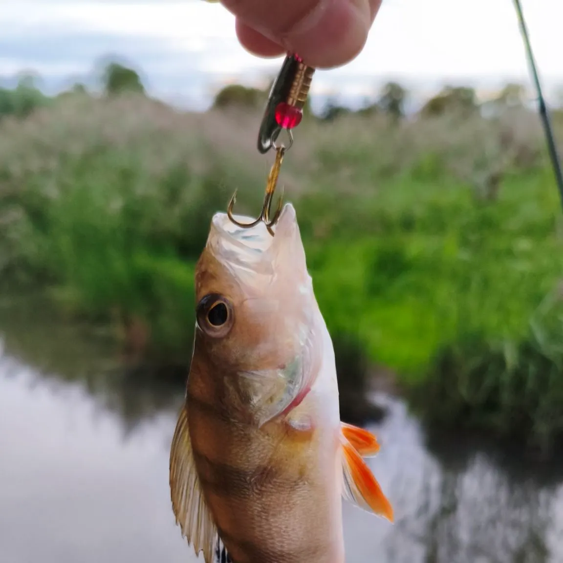 European perch caught on Fishbrain