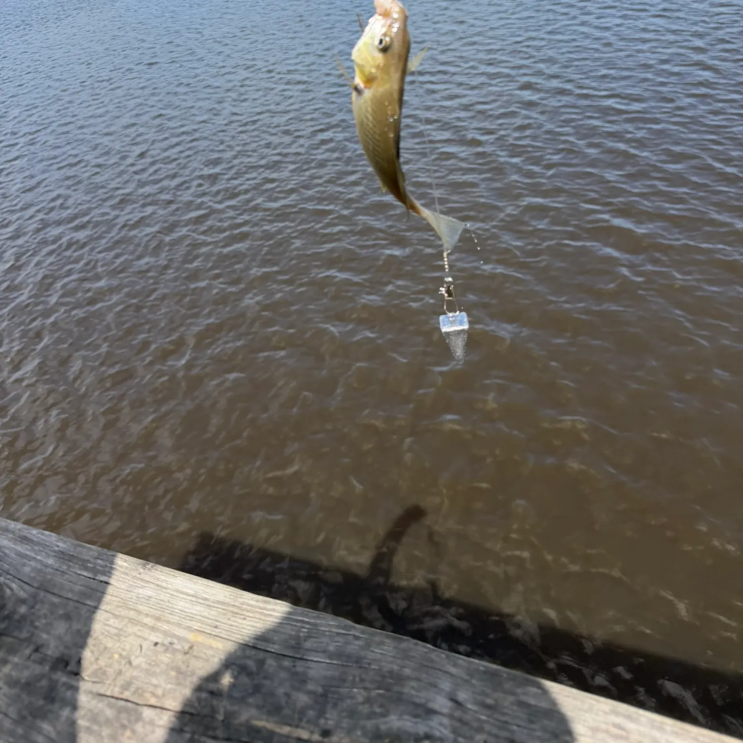 Atlantic croaker caught on Fishbrain