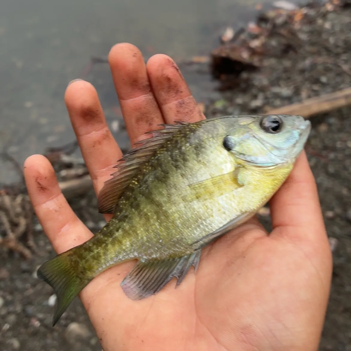Bluegill caught on Fishbrain