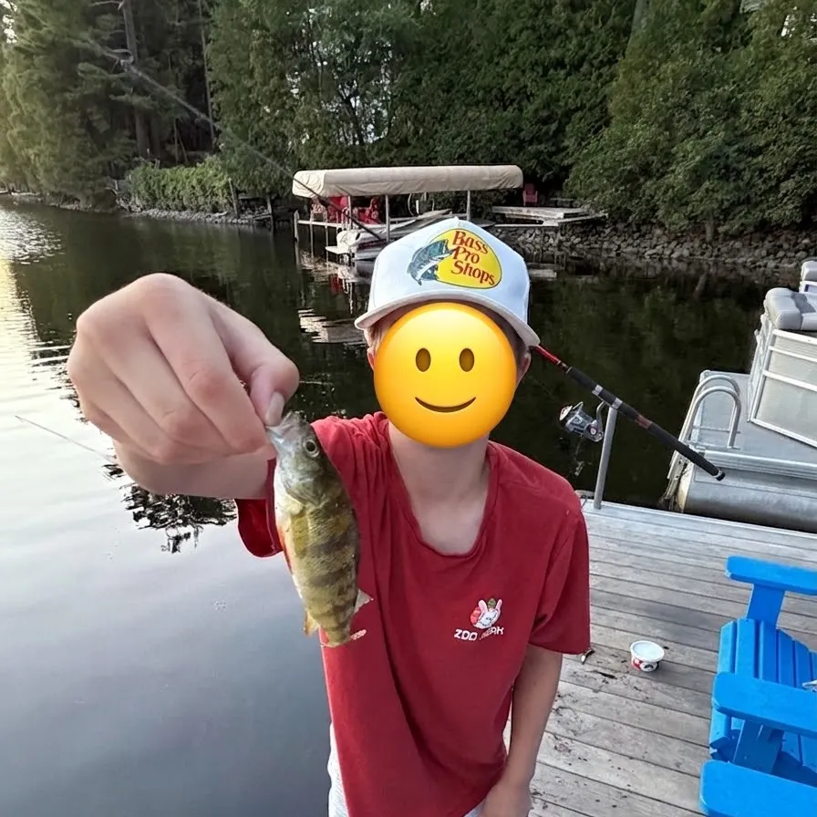 Yellow perch caught on Fishbrain