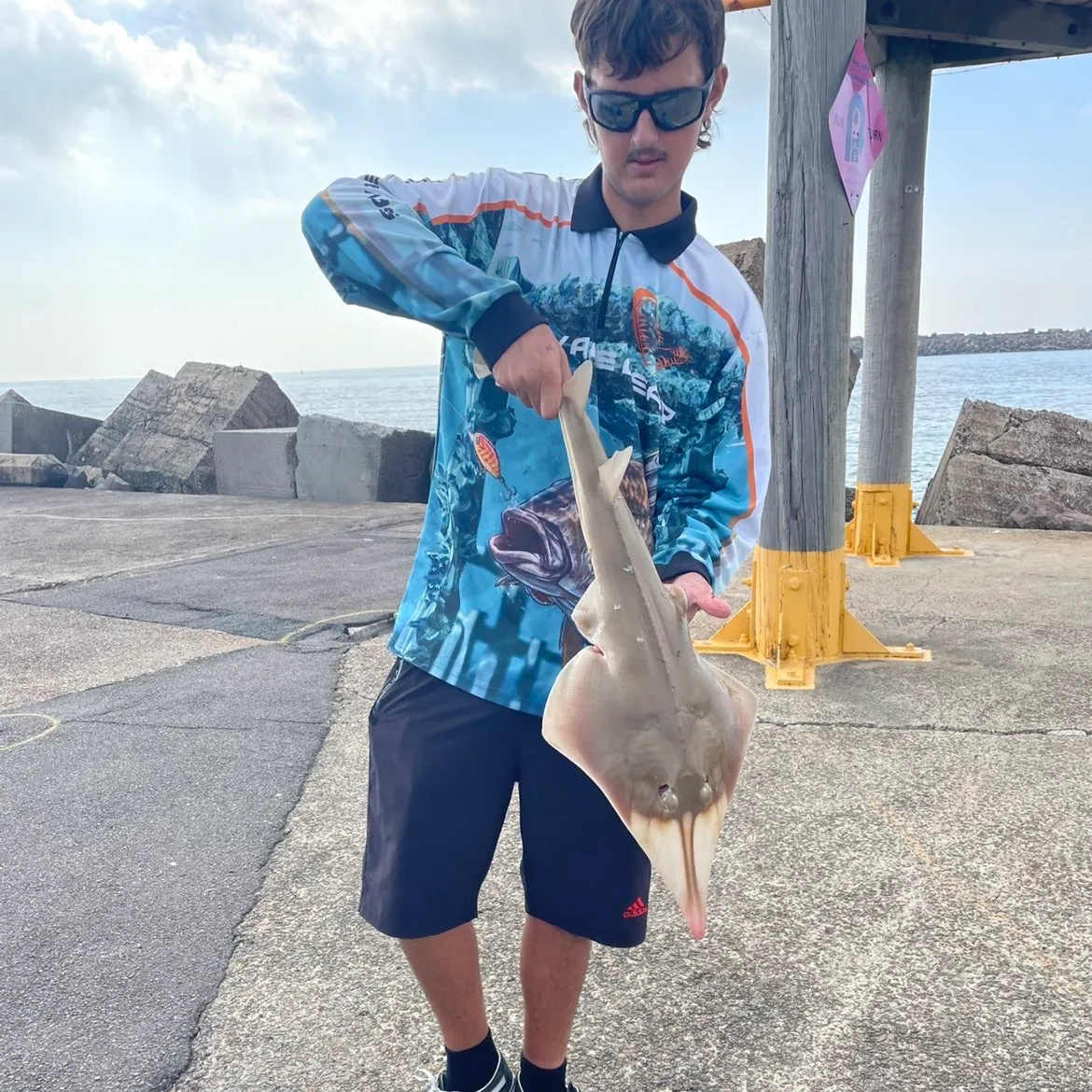 The most recent Pacific shovelnose guitarfish catches on Fishbrain
