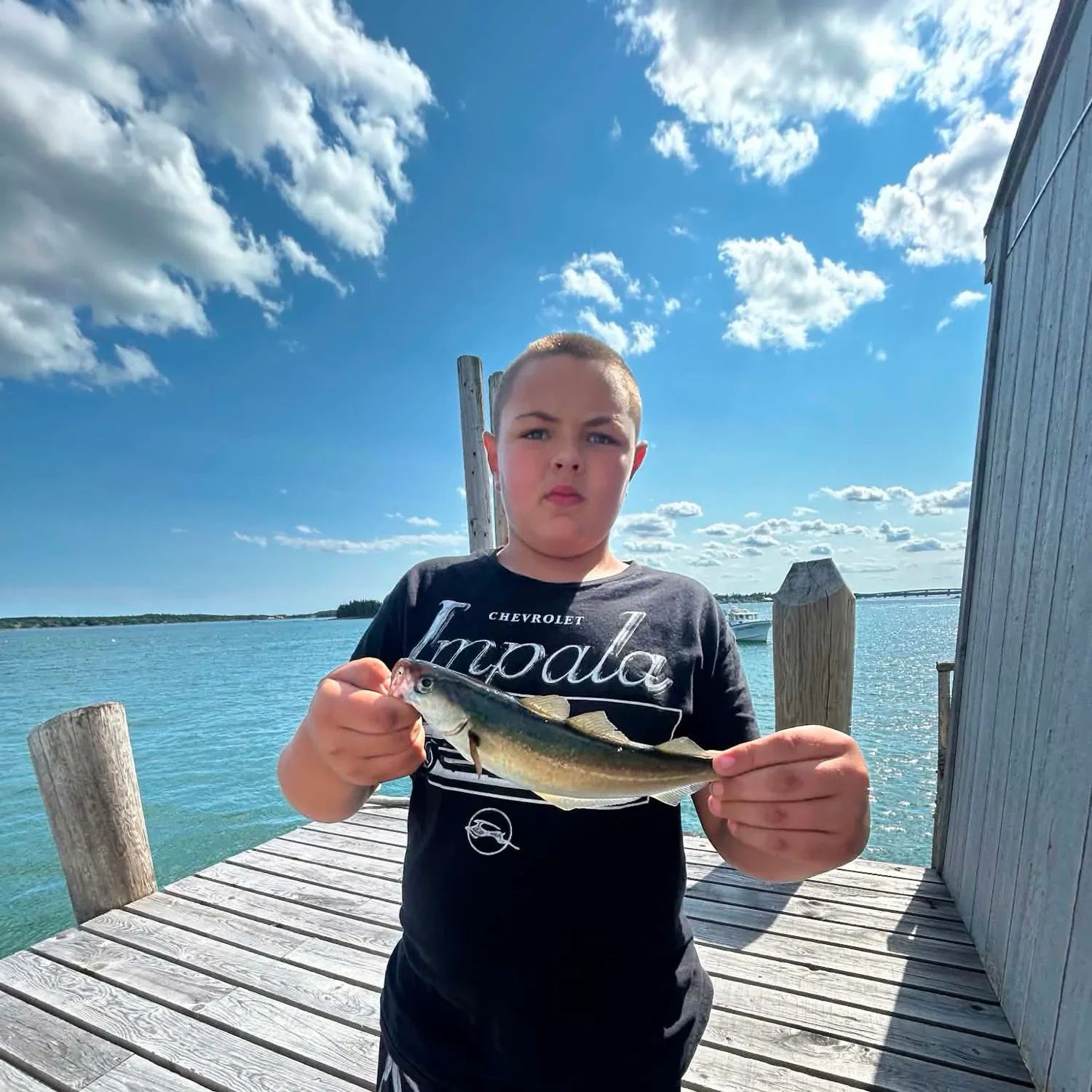 The most recent Atlantic pollock catches on Fishbrain