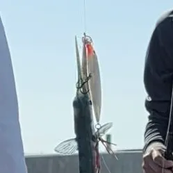 The most recent Atlantic needlefish catches on Fishbrain