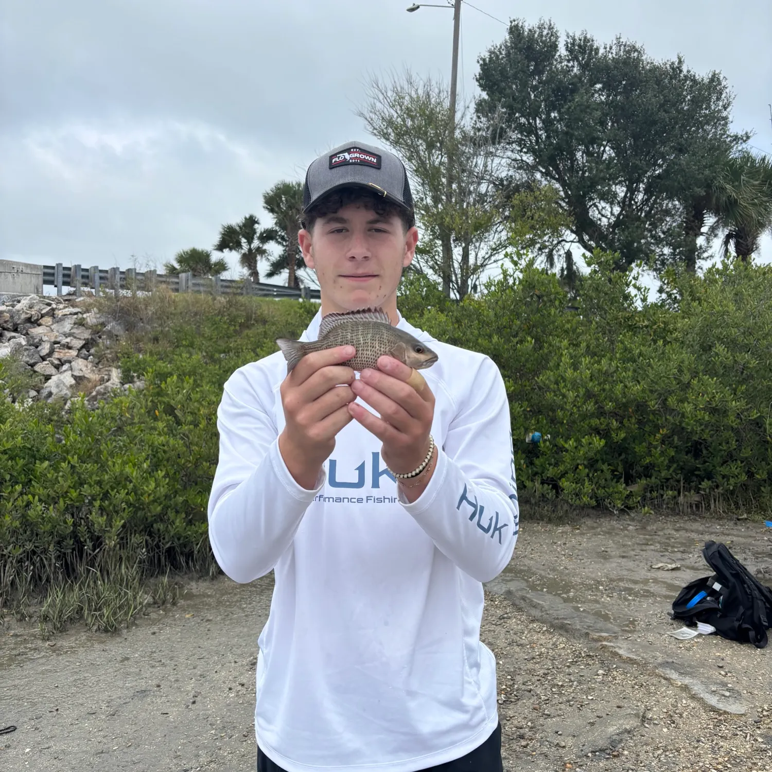 Mangrove snapper caught on Fishbrain
