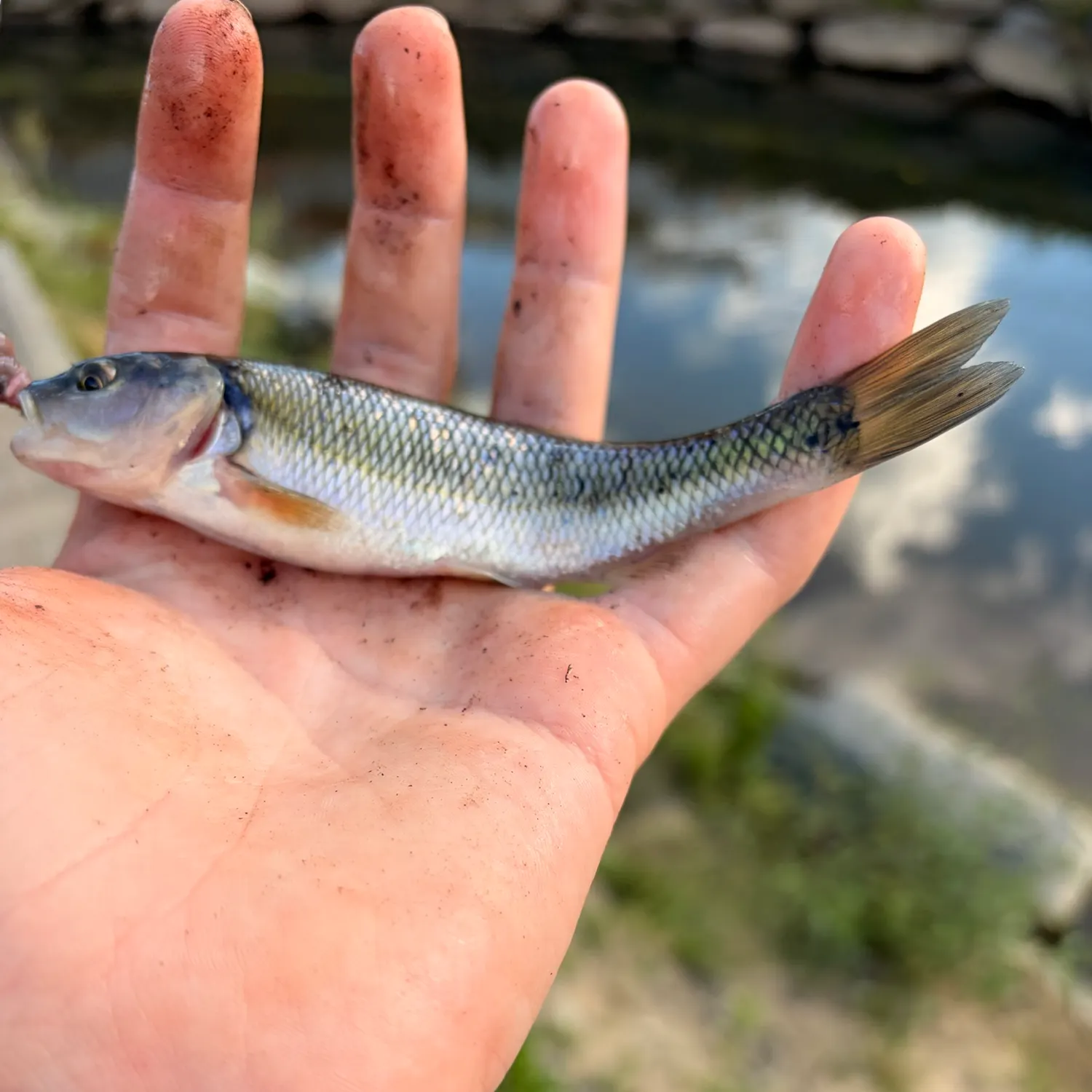 Creek chub caught on Fishbrain