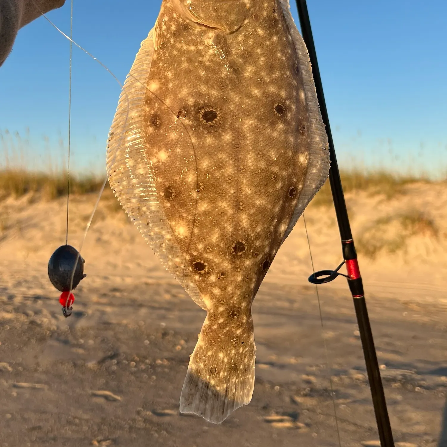 Summer flounder caught on Fishbrain
