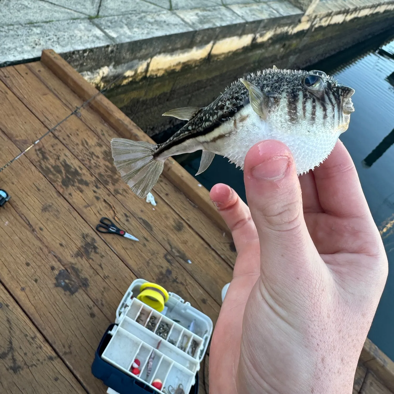The most recent Milkspotted puffer catches on Fishbrain