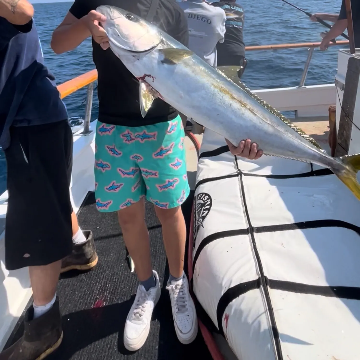 The most recent California yellowtail amberjack catches on Fishbrain