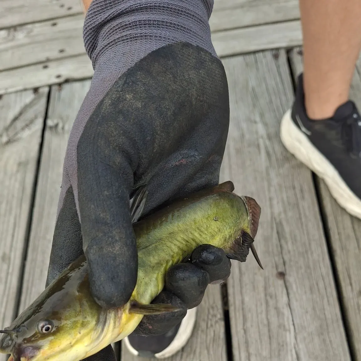 Black bullhead caught on Fishbrain
