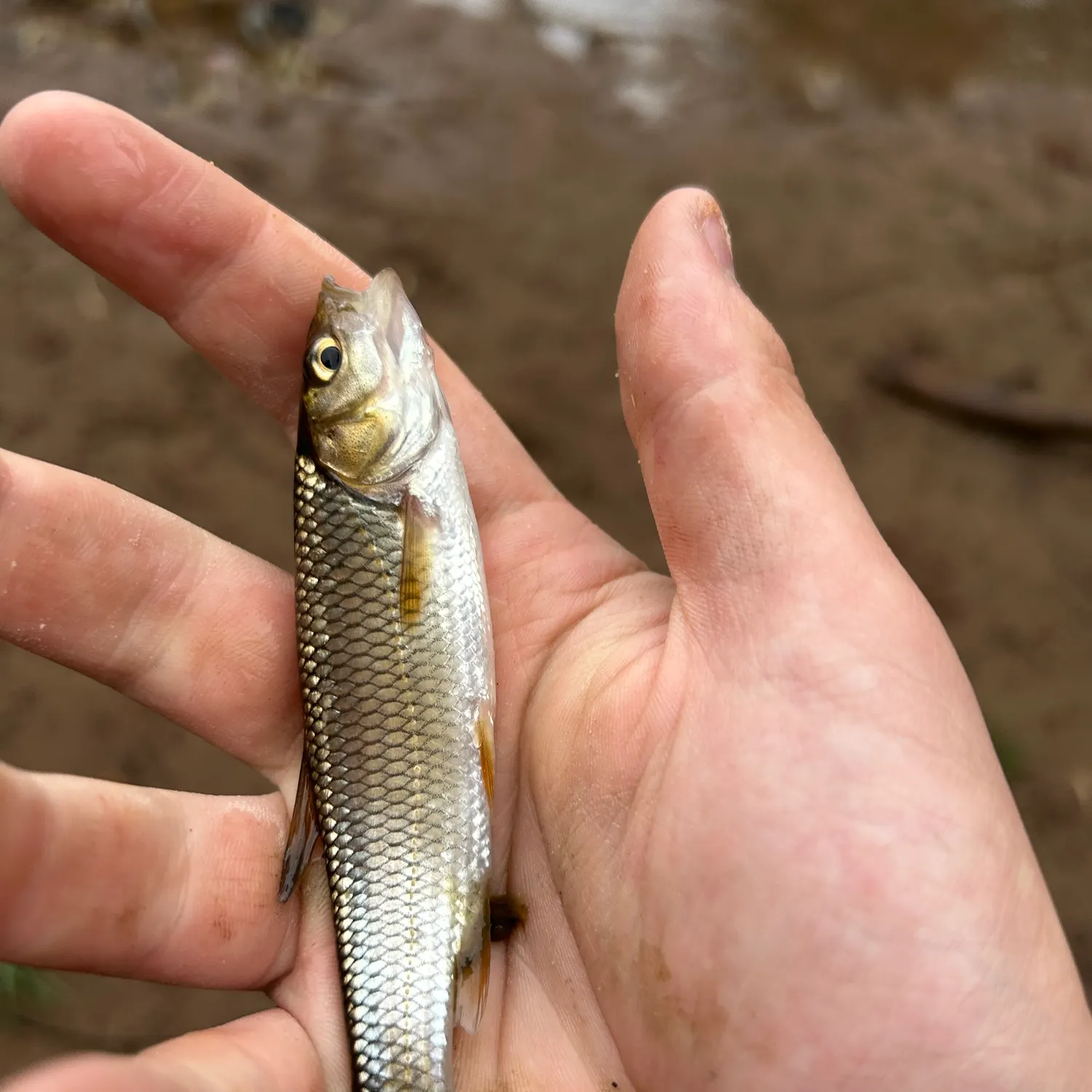 European chub caught on Fishbrain