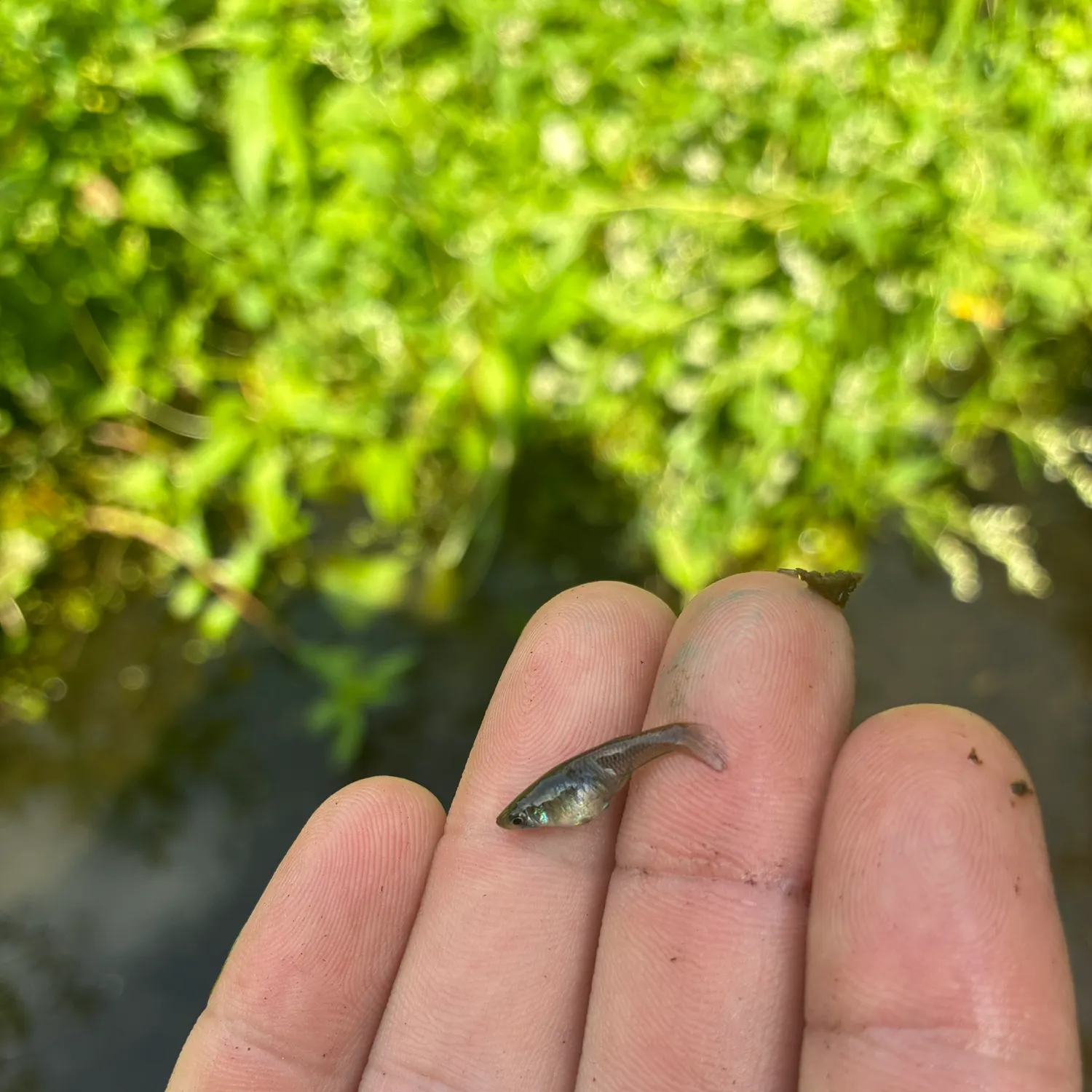 Western mosquitofish caught on Fishbrain