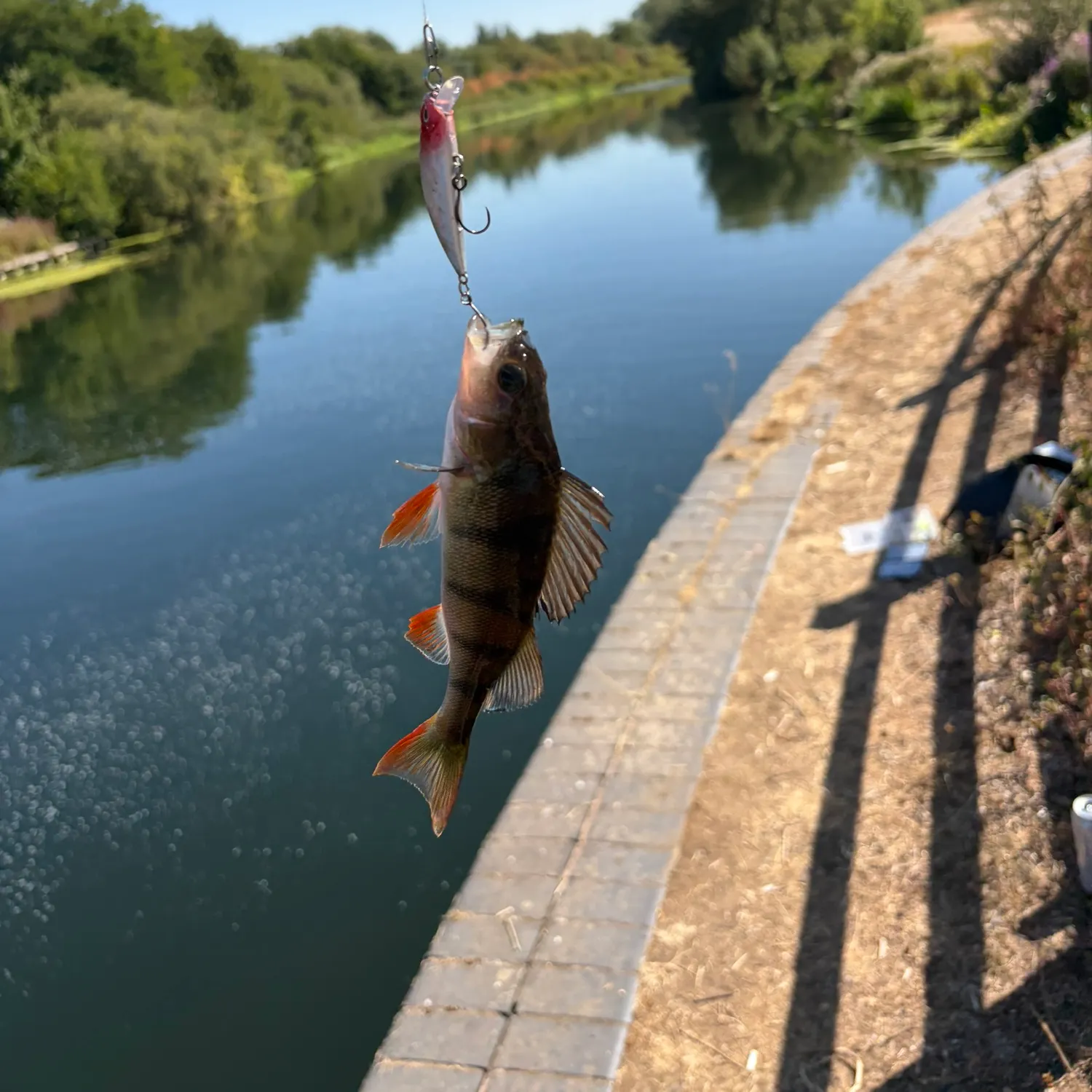 European perch caught on Fishbrain