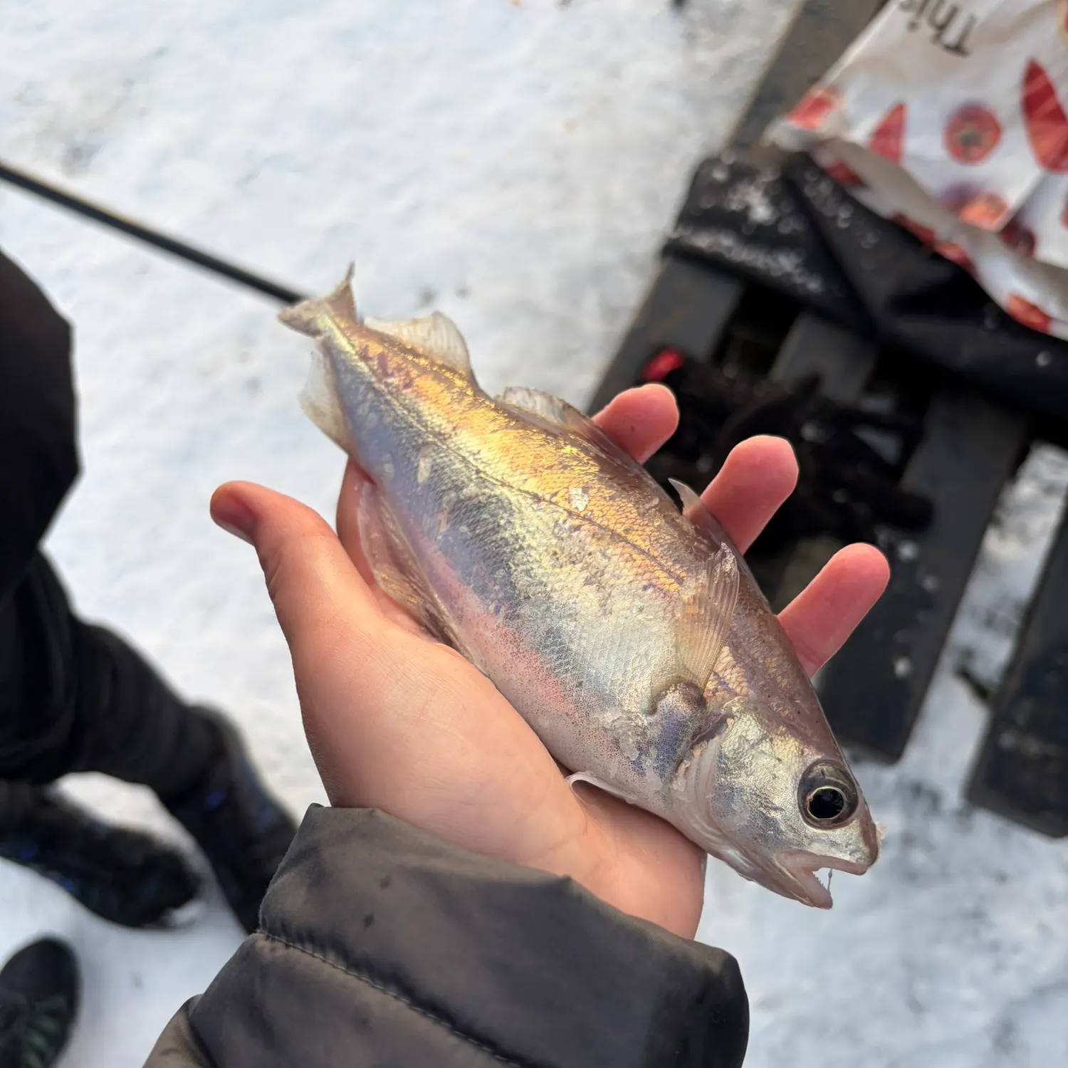 The most recent Pouting catches on Fishbrain