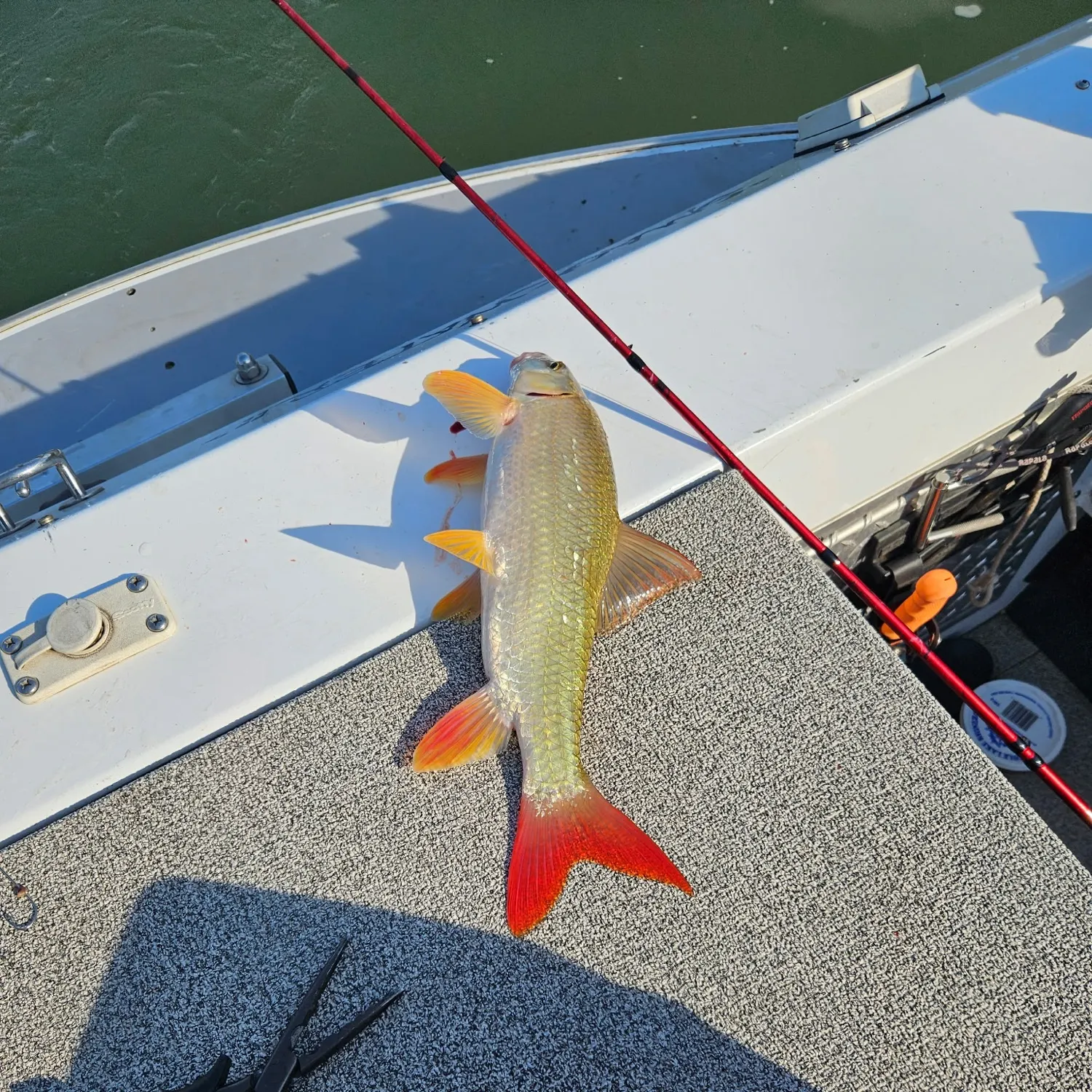 Shorthead redhorse caught on Fishbrain