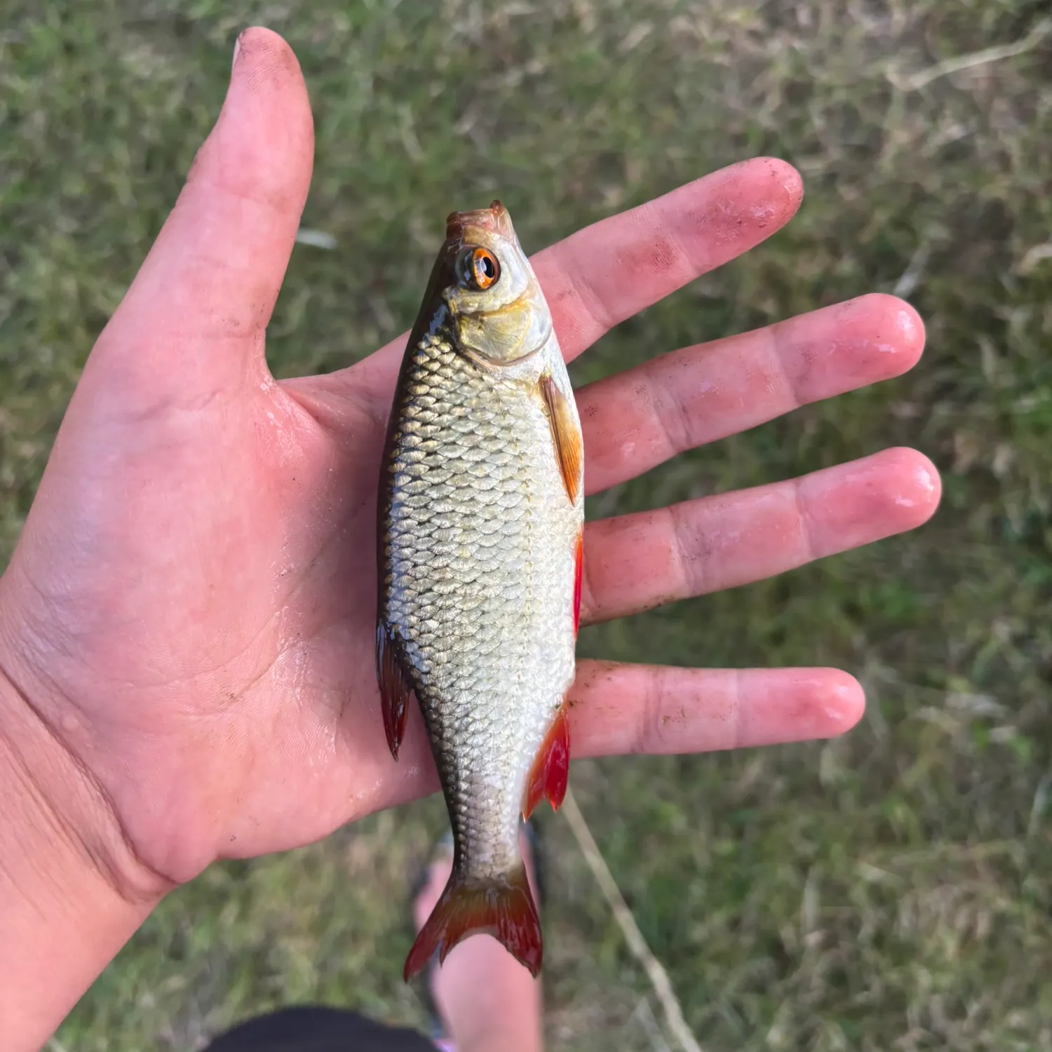 The most recent Common rudd catches on Fishbrain