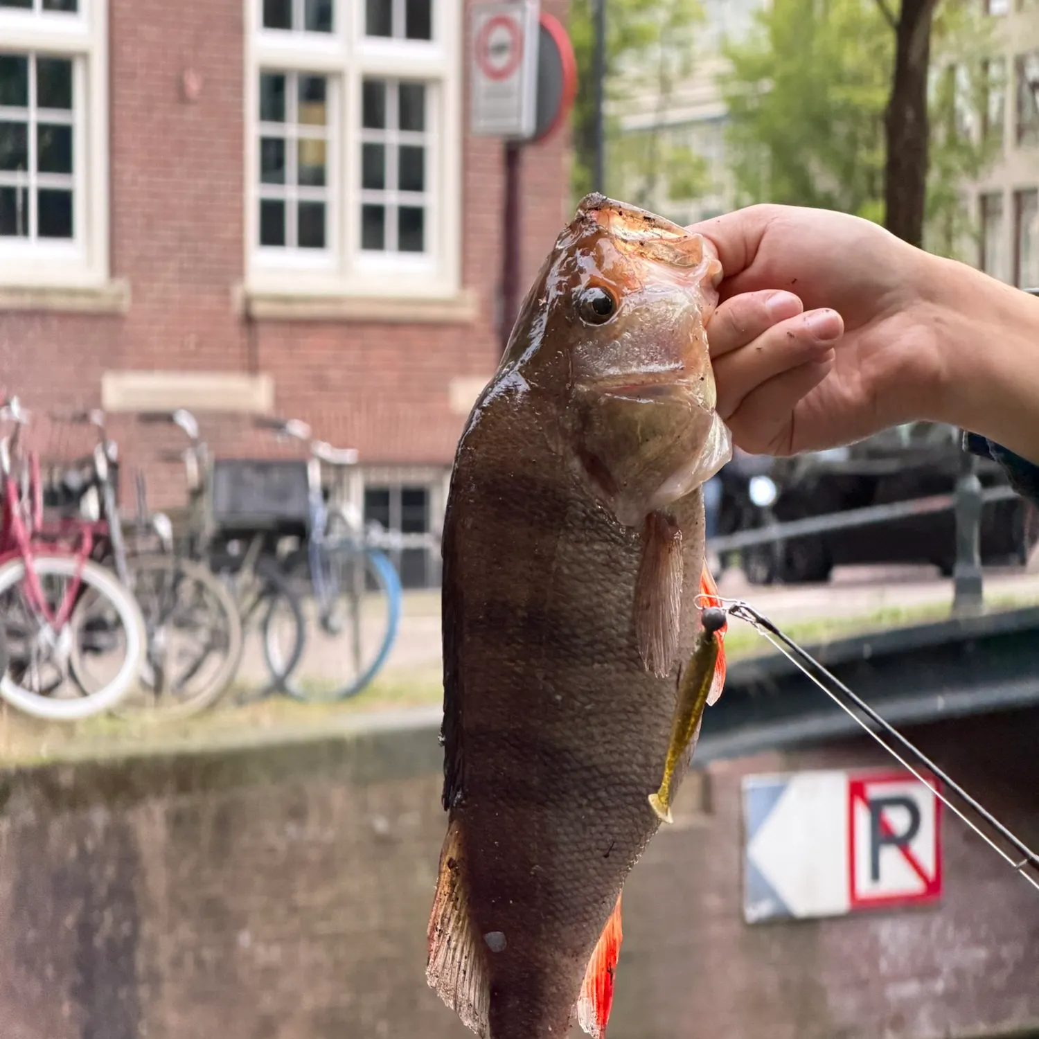 European perch caught on Fishbrain