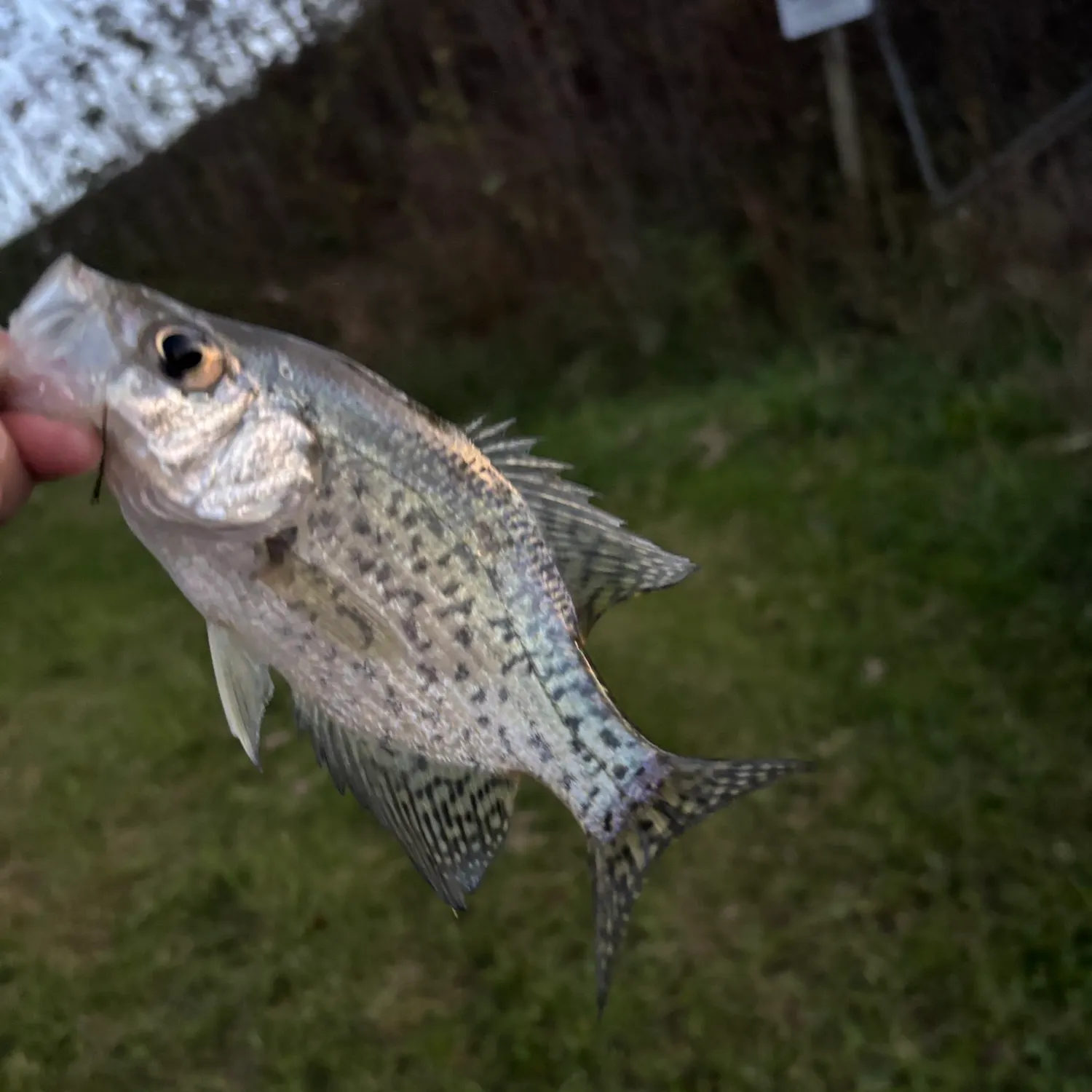 Black crappie caught on Fishbrain