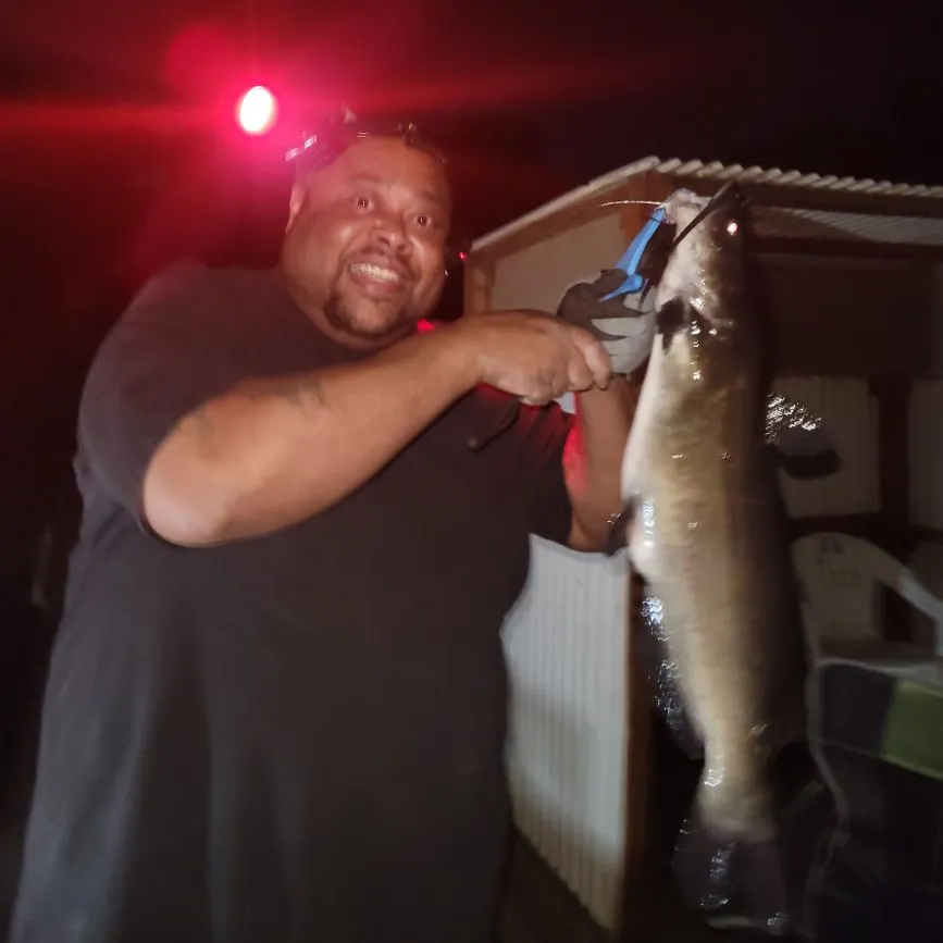 Fish caught on Fishbrain
