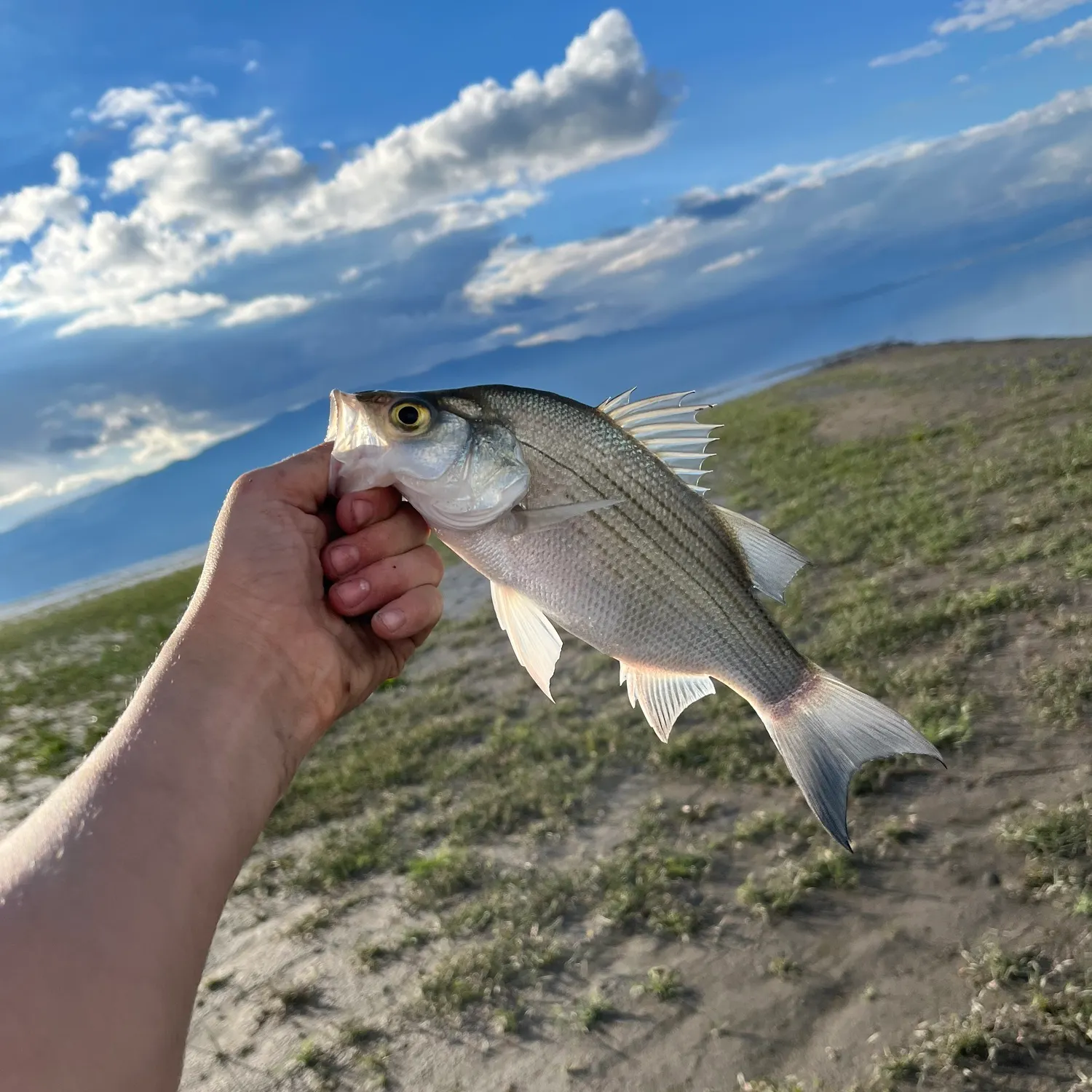 White bass caught on Fishbrain