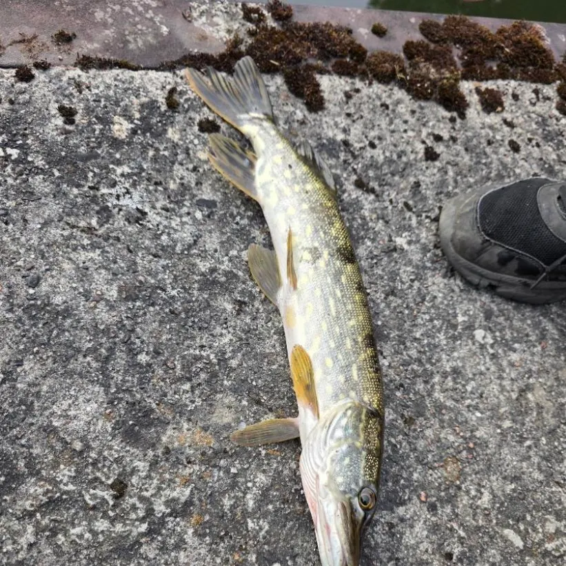 Northern pike caught on Fishbrain