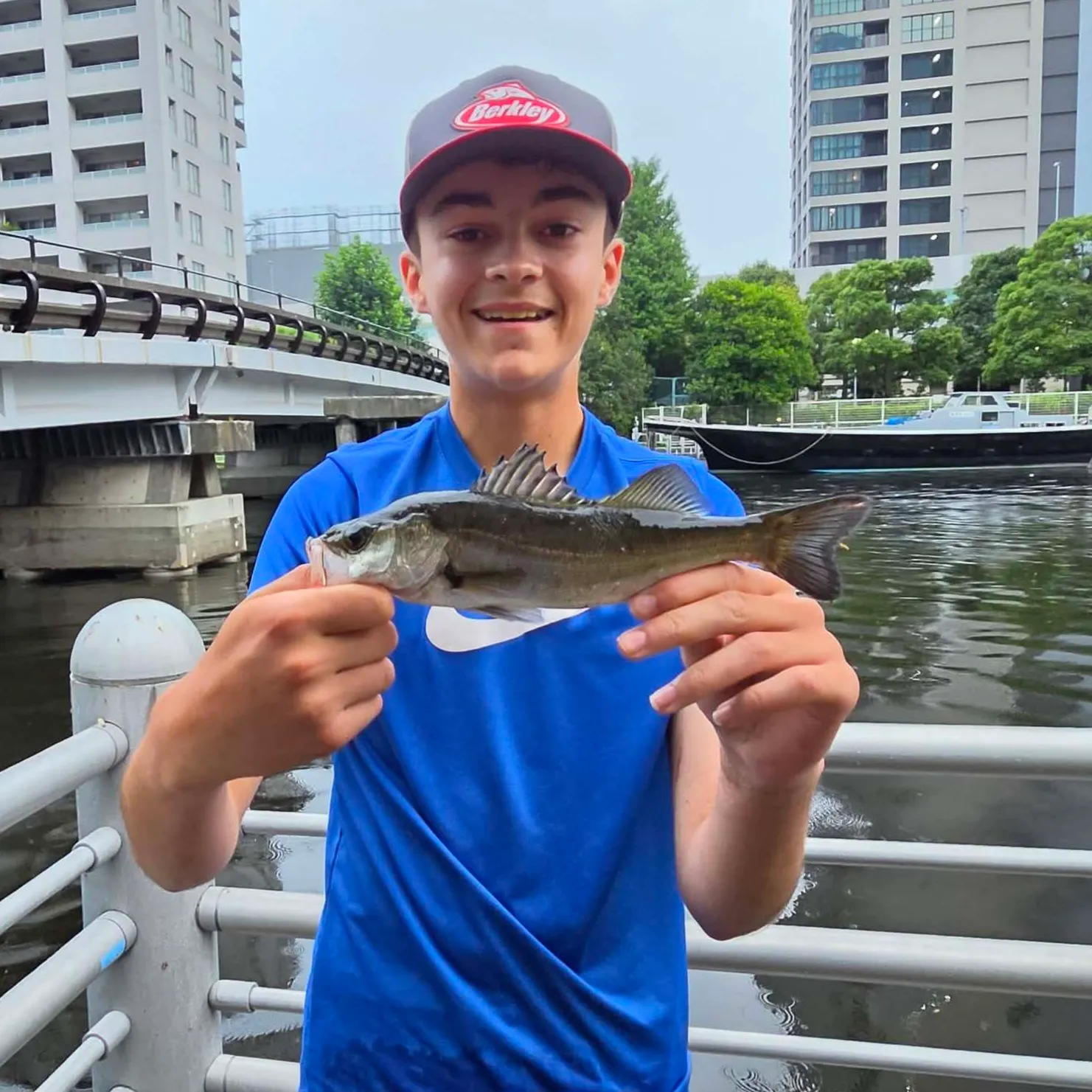 The most recent Japanese seabass catches on Fishbrain