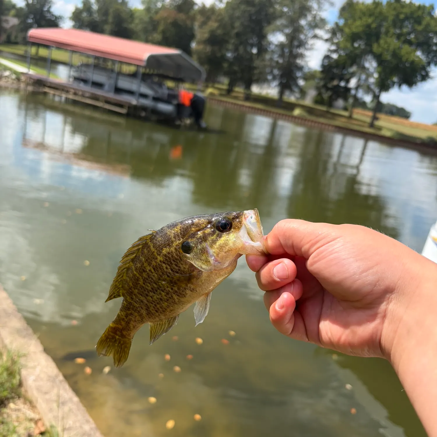 Green sunfish caught on Fishbrain