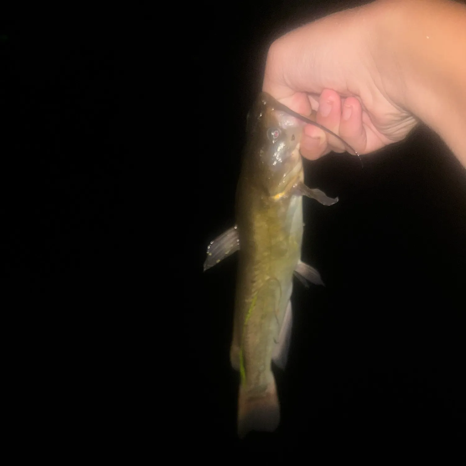 Black bullhead caught on Fishbrain
