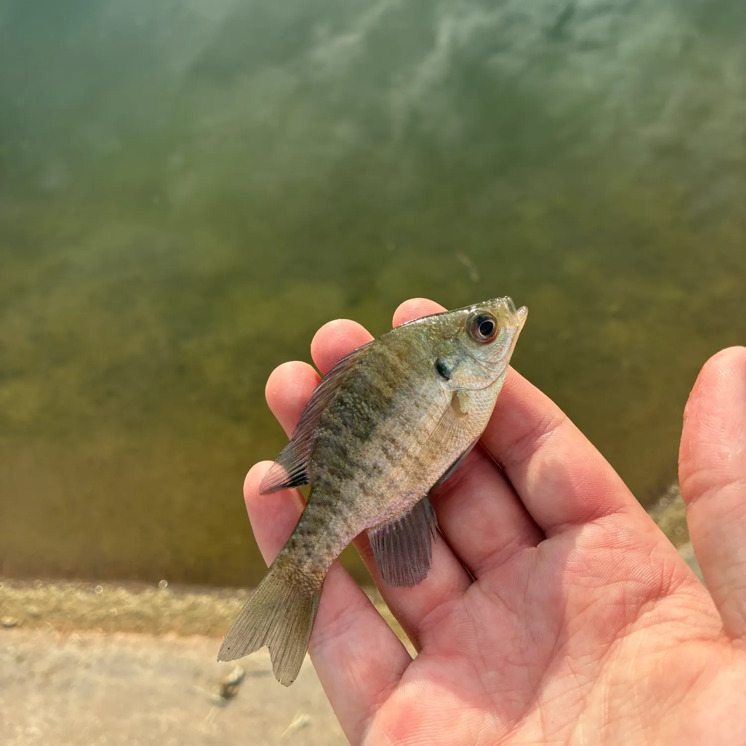 Bluegill caught on Fishbrain