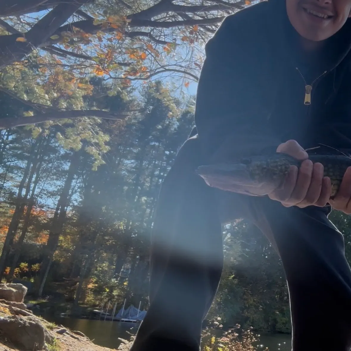 Chain pickerel caught on Fishbrain